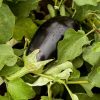 AUBERGINES (LE KG)