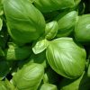 BASILIC (Botte)