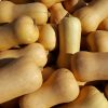 COURGES BUTTERNUT (LE KG)