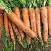 CAROTTES (LE KG)
