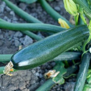 COURGETTES (LE KG)