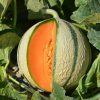 MELON CHARENTAIS (LE KG)