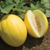 MELON JAUNE (LE KG)