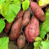 PATATES DOUCES (LE KG)