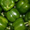 POIVRONS VERTS (LE KG)