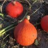 COURGES POTIMARRONS (LE KG)