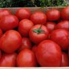 TOMATES RONDES (LE KG)