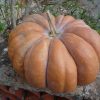 COURGE MUSQUEE DE PROVENCE (LE KG)