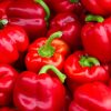 POIVRON ROUGE