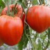 TOMATES CŒUR DE BŒUF (LE KG)