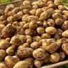 POMME DE TERRE (LE KG)
